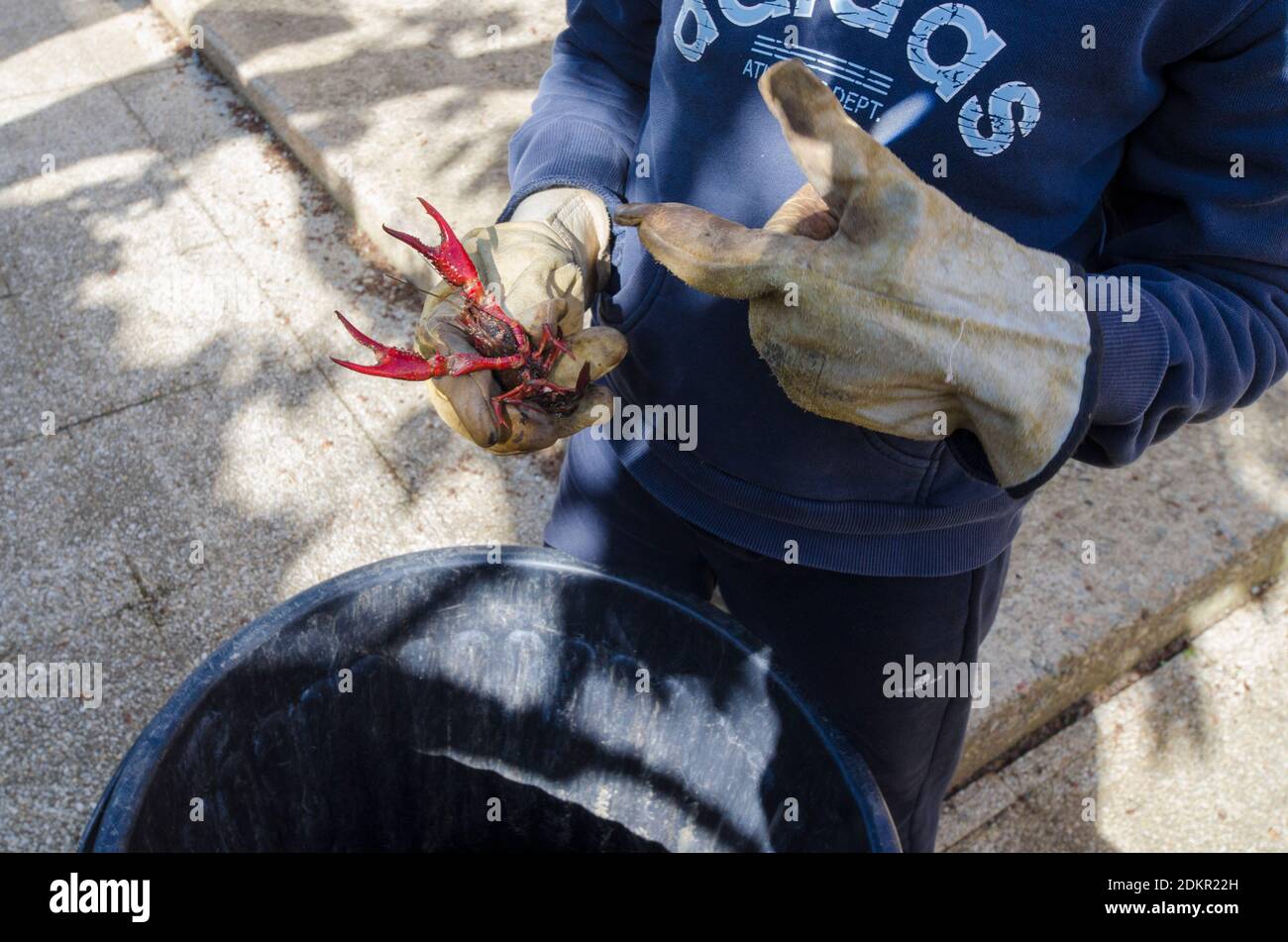 An unrecognizable young boy holds in his hand a crayfish caught by hand in the marshes of Lake Grand Lieu in France. Stock Photo
