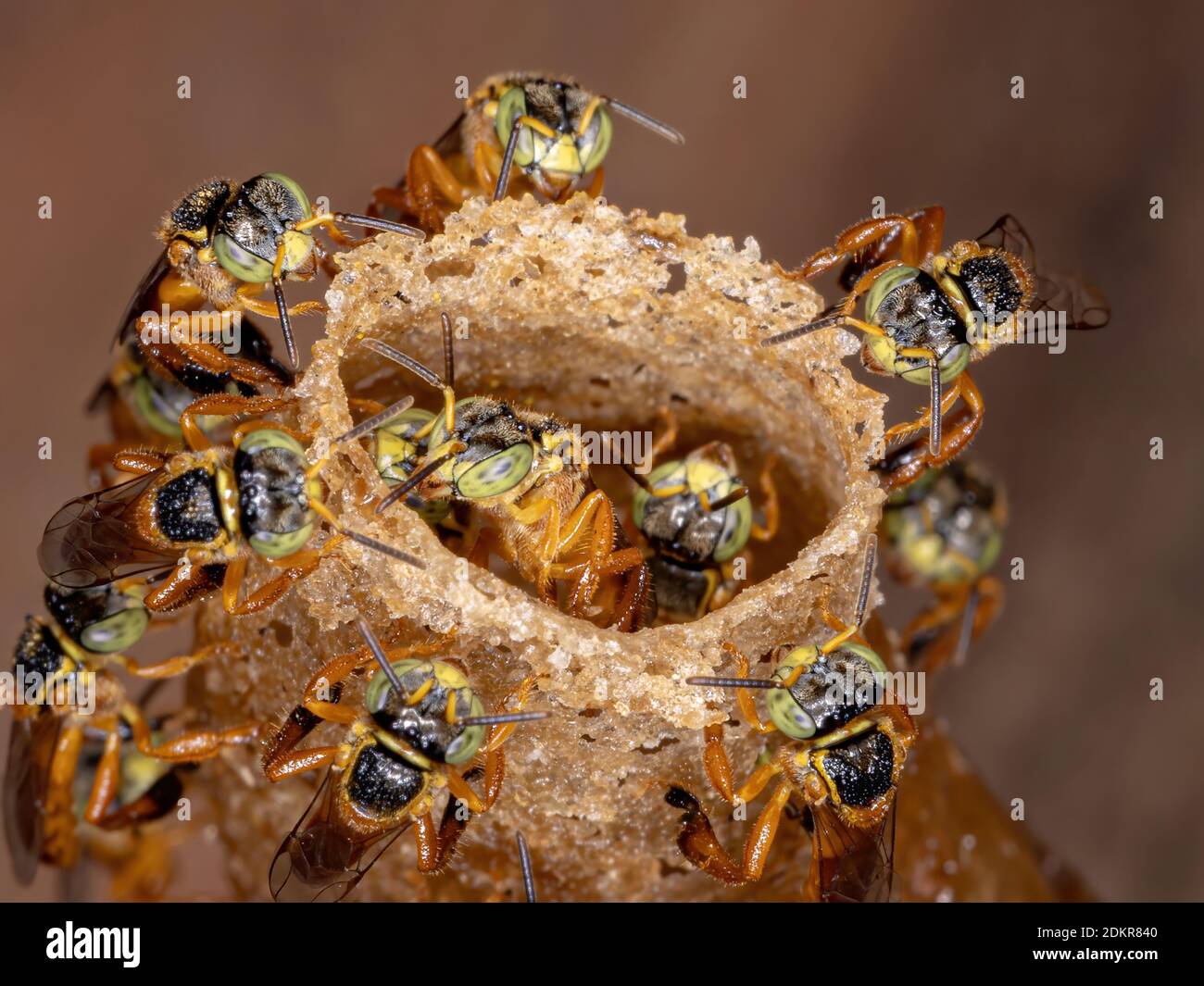 Stingless Bee of the species Tetragonisca angustula Stock Photo Alamy