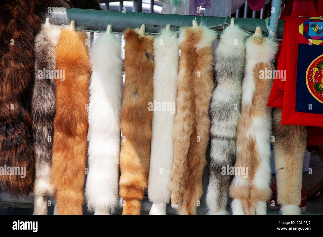 Real fur pelts hanging outside of furiers shop in Xian Xi'an China Stock Photo