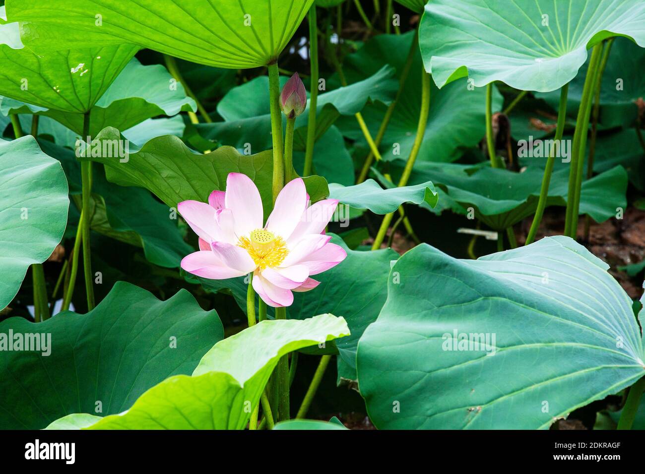 Pink lotus pond garden with lily pads on Kunming Lake, Summer Palace, Beijing Stock Photo Alamy