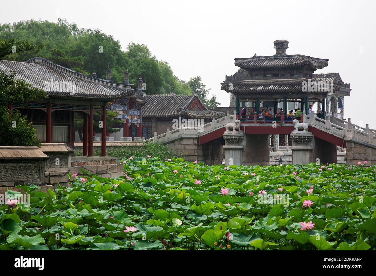 Pink lotus pond garden with lily pads with bridge in background in