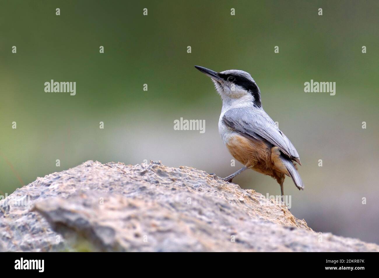 Grote Rotsklever zittend op rots; Eastern Rock-Nuthatch perched on rock Stock Photo