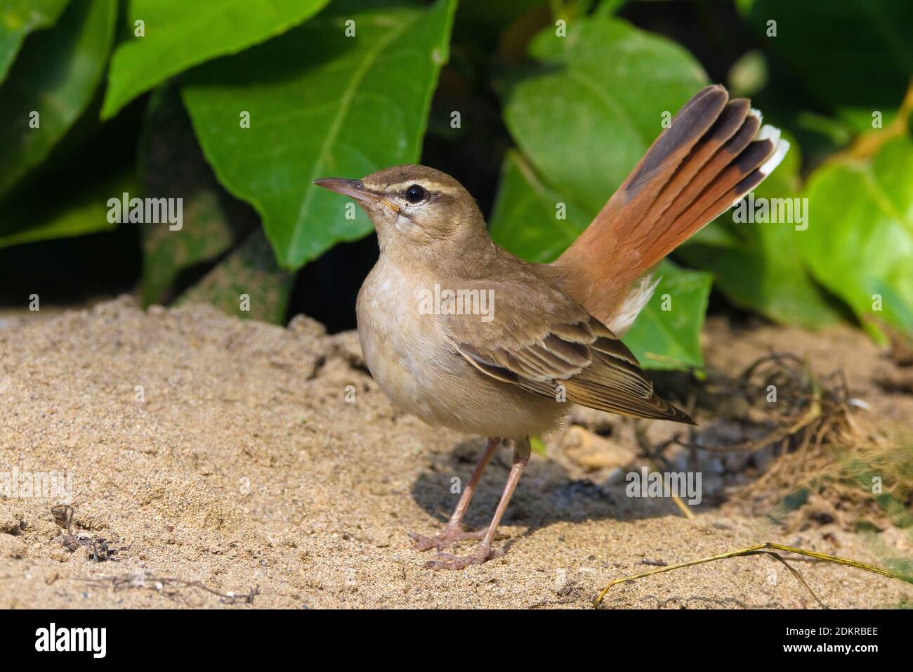 Oostelijke Rosse Waaierstaart zittend op de grond; Eastern Rufous-tailed Scrub-robin perched on the ground Stock Photo