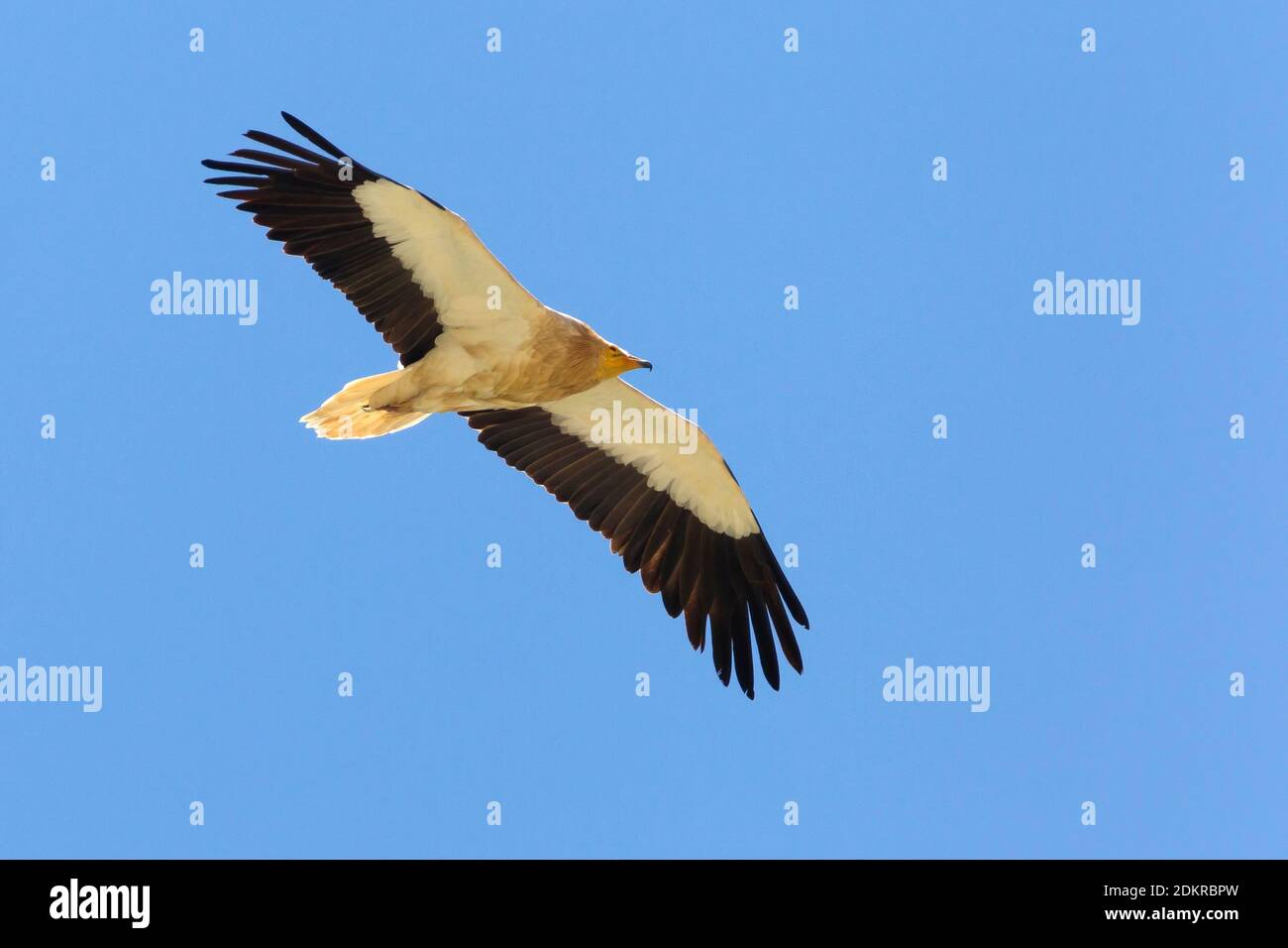 Volwassen Aasgier in vlucht, Adult Egyptian Vulture in flight Stock Photo