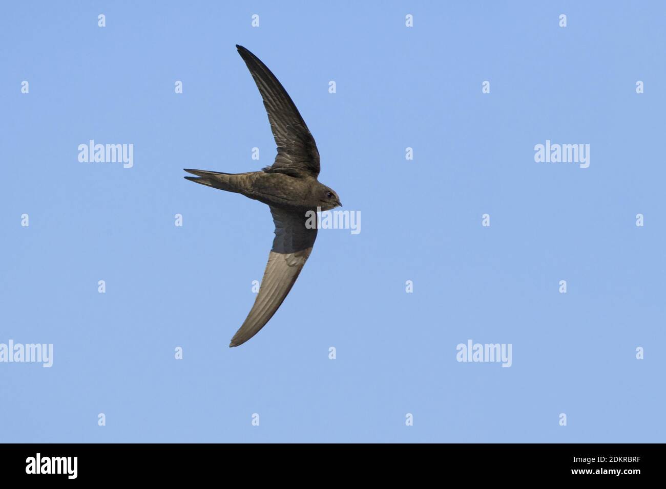 Common Swift flying; Gierzwaluw vliegend Stock Photo