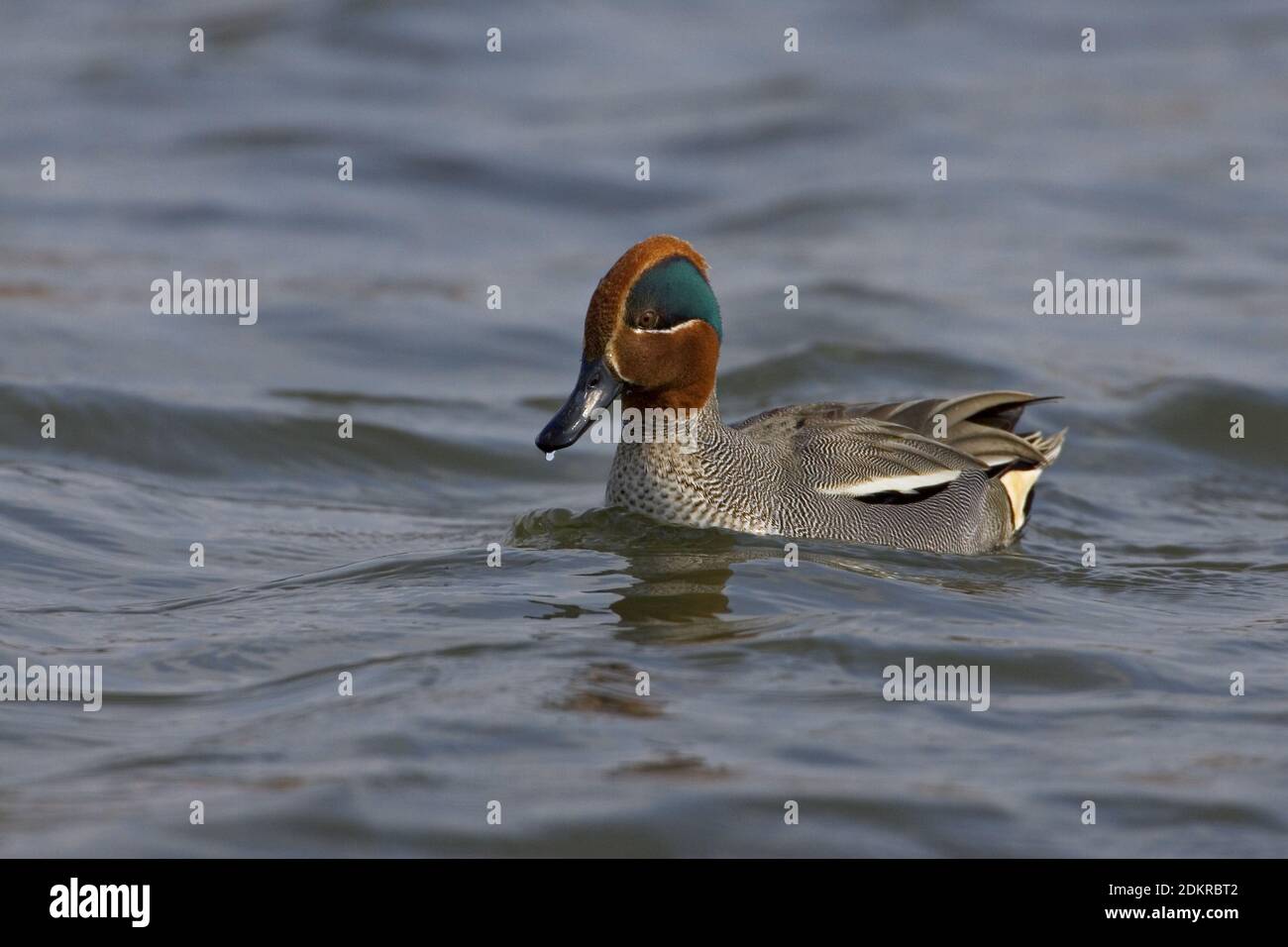 Common Teal male swimming; Wintertaling man zwemmend Stock Photo