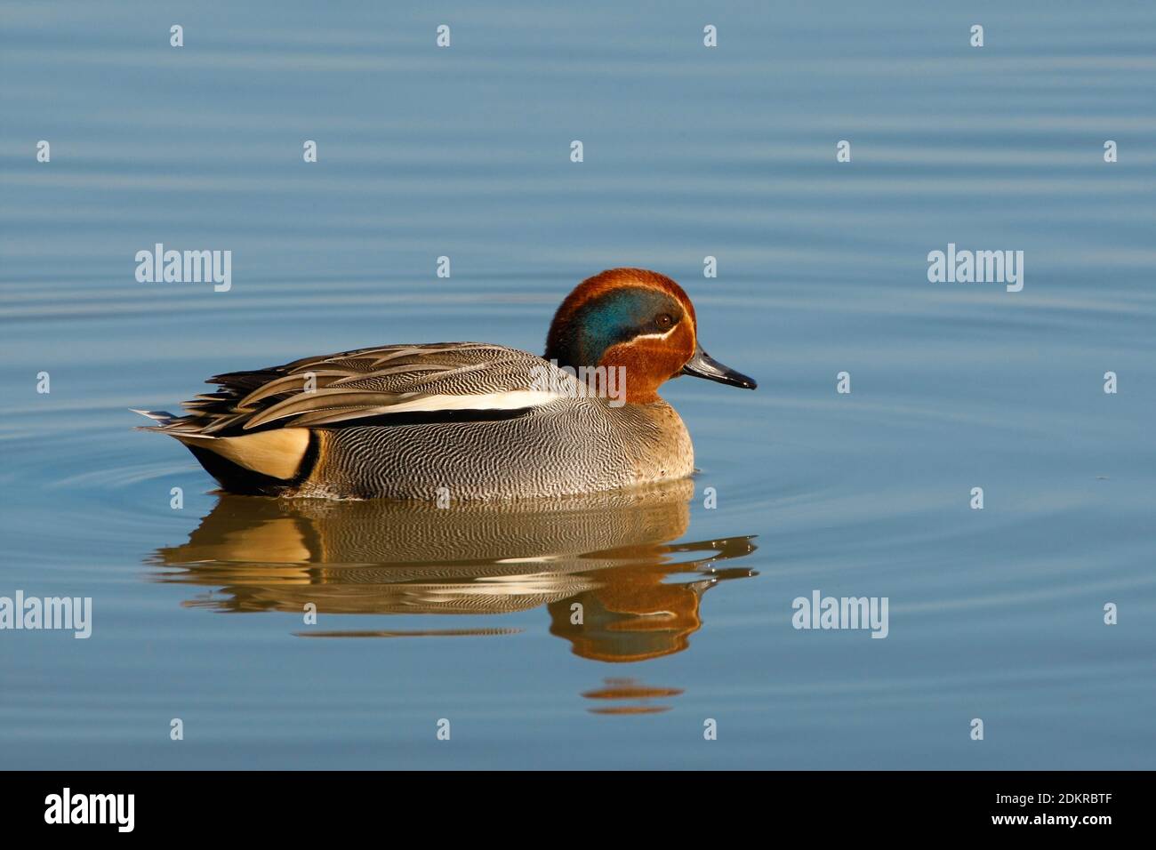 Wintertaling mannetje zwemmend; Common Teal male swimming Stock Photo