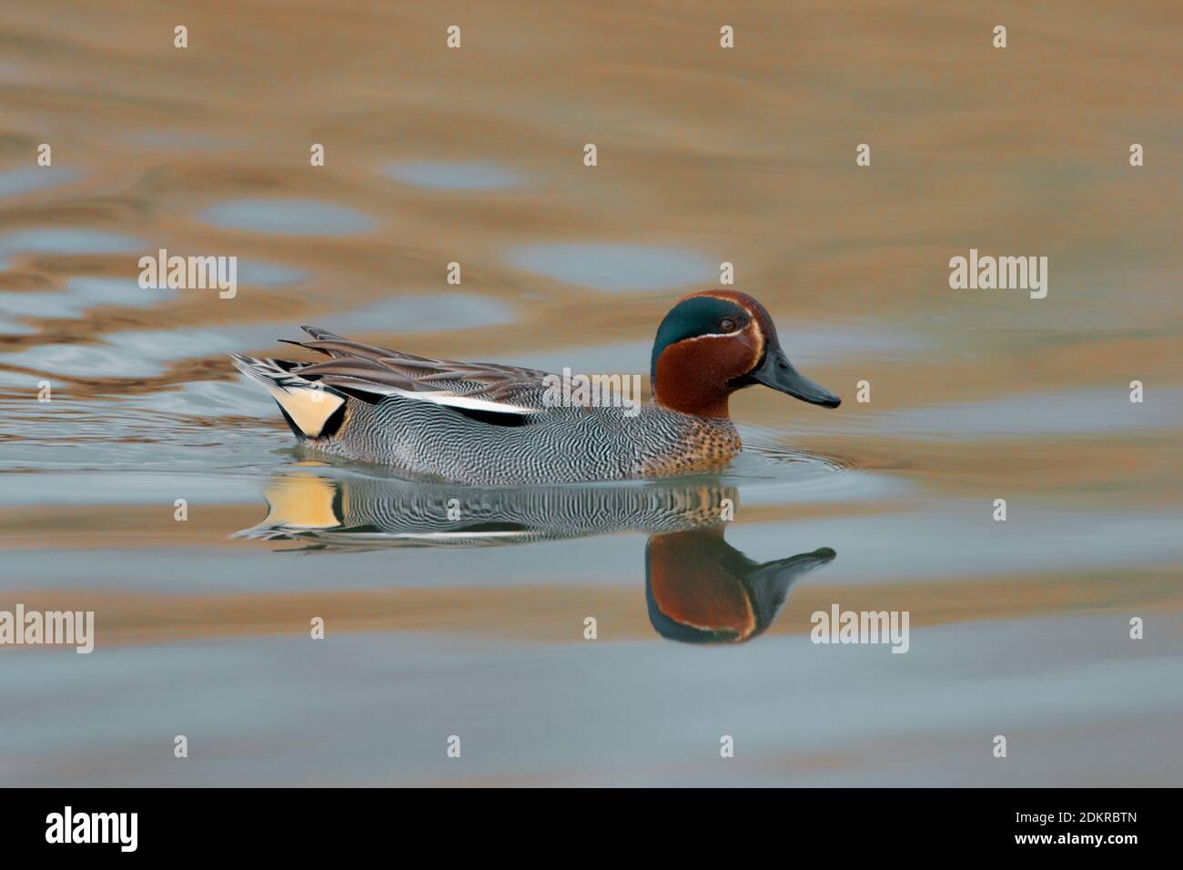 Wintertaling mannetje zwemmend; Common Teal male swimming Stock Photo