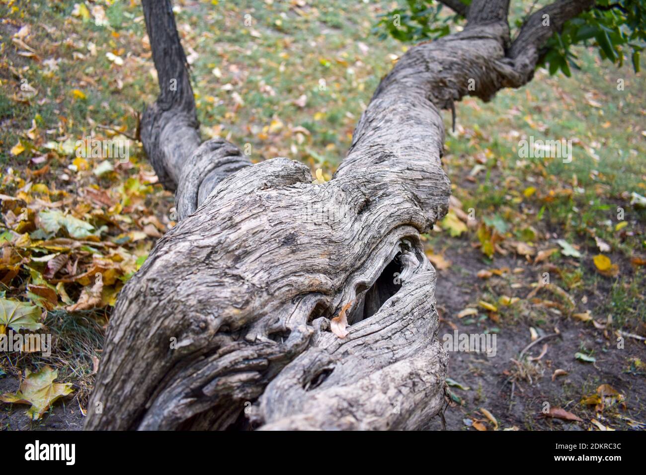 Old twisted tree trunk close up Stock Photo