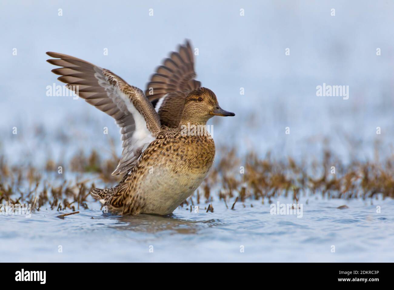 Vrouwtje Wintertaling; Female Common Teal Stock Photo