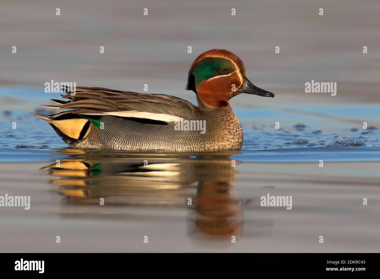 Mannetje Wintertaling; Male Common Teal Stock Photo
