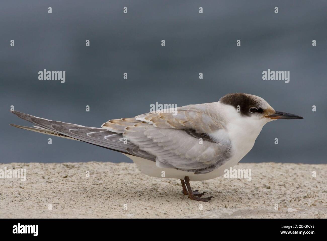 Visdief jong; Common Tern juvenile Stock Photo