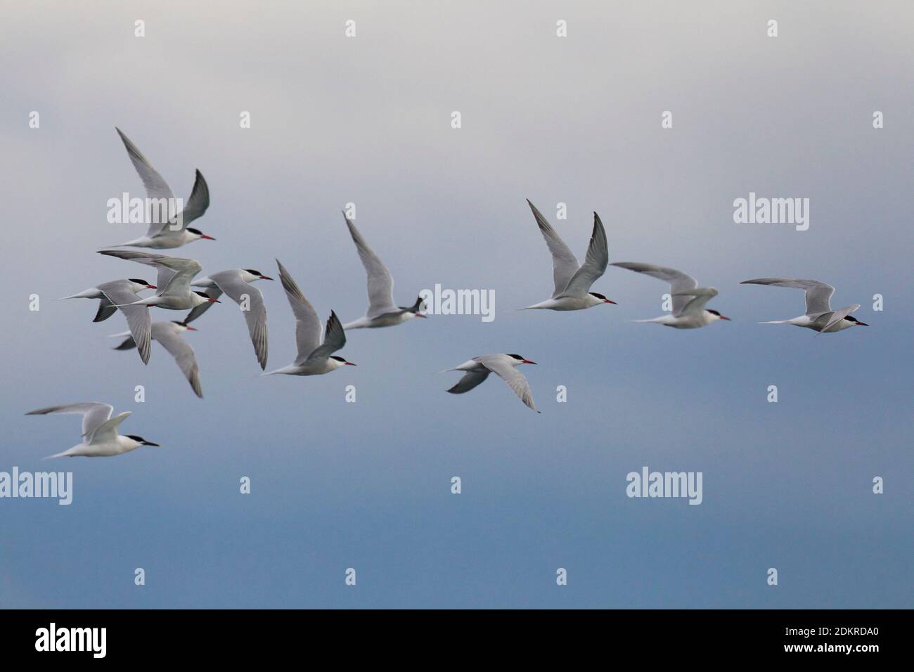 Groep Visdieven in de vlucht; Group of Common Terns in flight Stock Photo