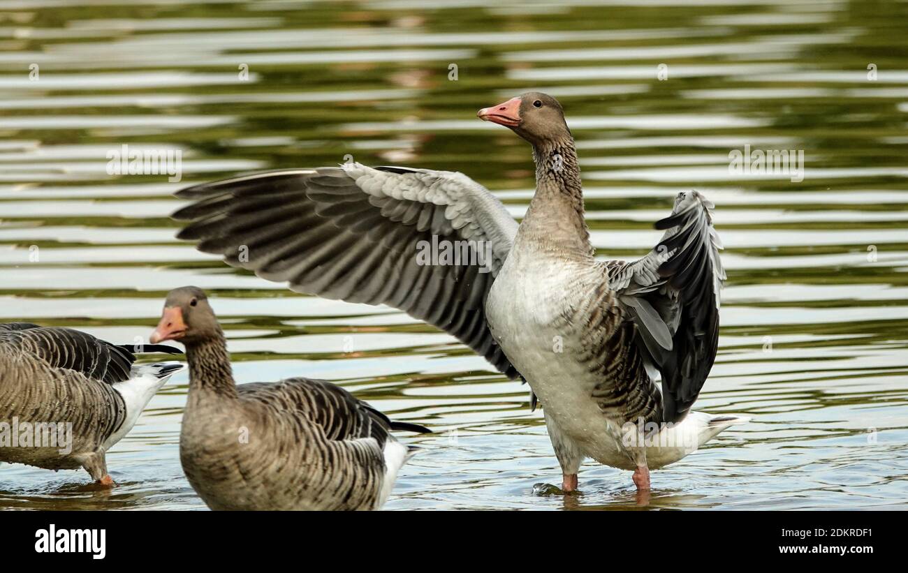 greylag goose spread the wings Stock Photo