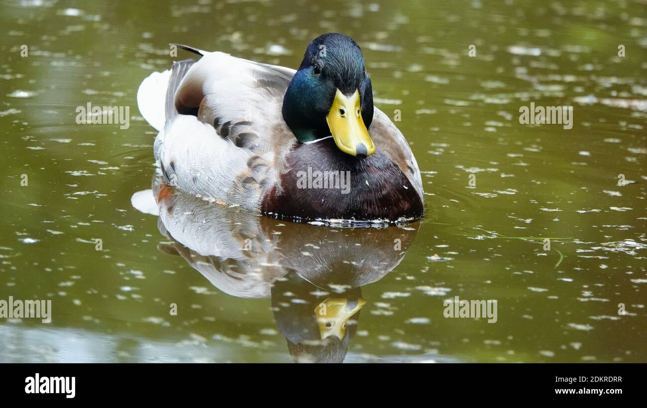 Closeup beautiful duck swimming hi-res stock photography and images - Alamy