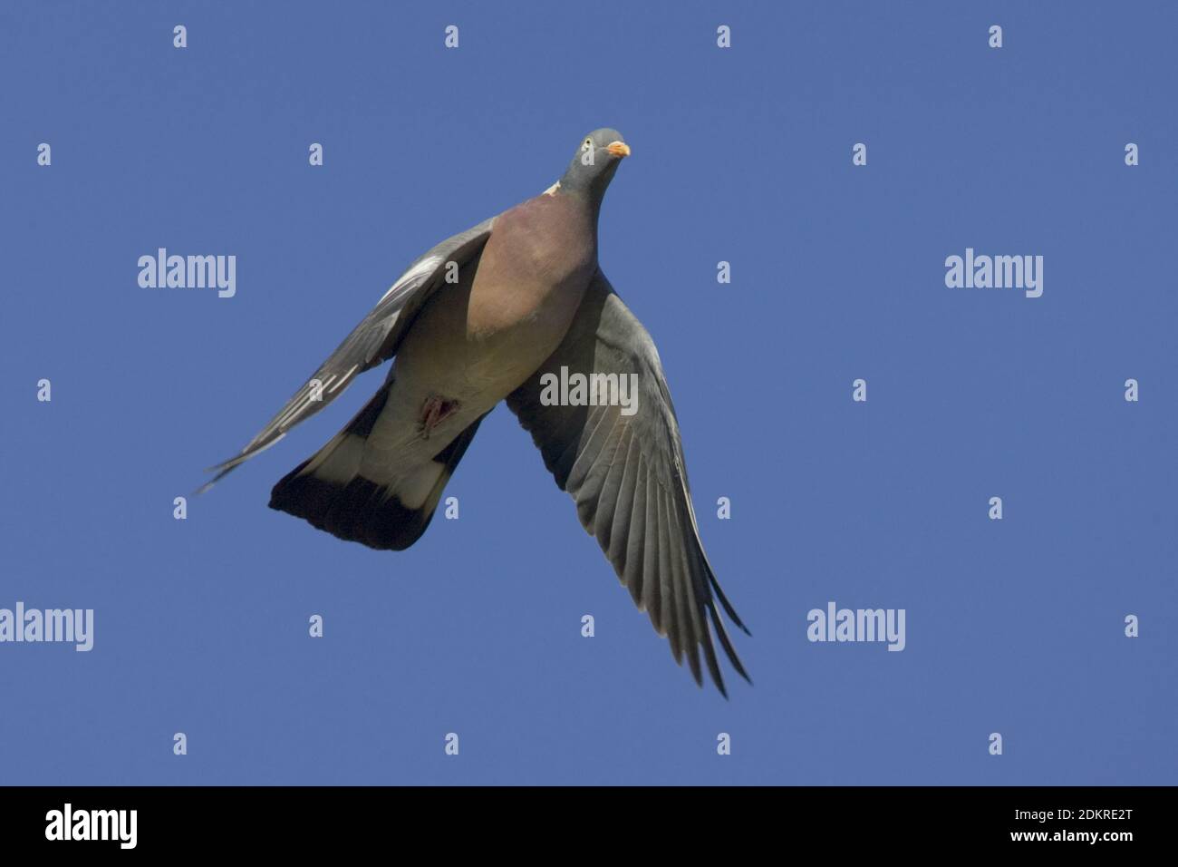 Houtduif in vlucht Italie; Common Wood Pigeon in flight Italy Stock Photo