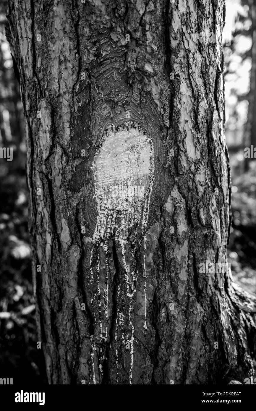 Tree pine sap resin Black and White Stock Photos & Images - Alamy