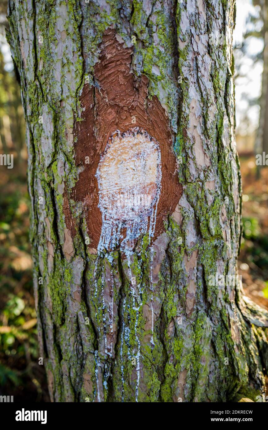 Tree Sap The Same as Maple Syrup? vs Tree Resin & Amber (Edible vs