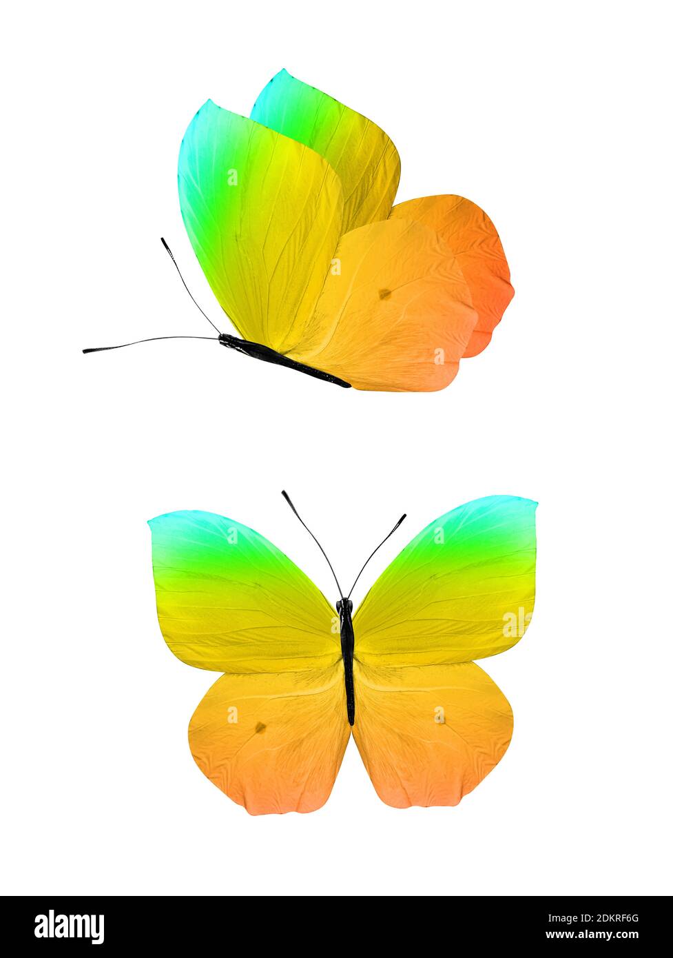 butterfly isolated on white background. two angles Stock Photo - Alamy