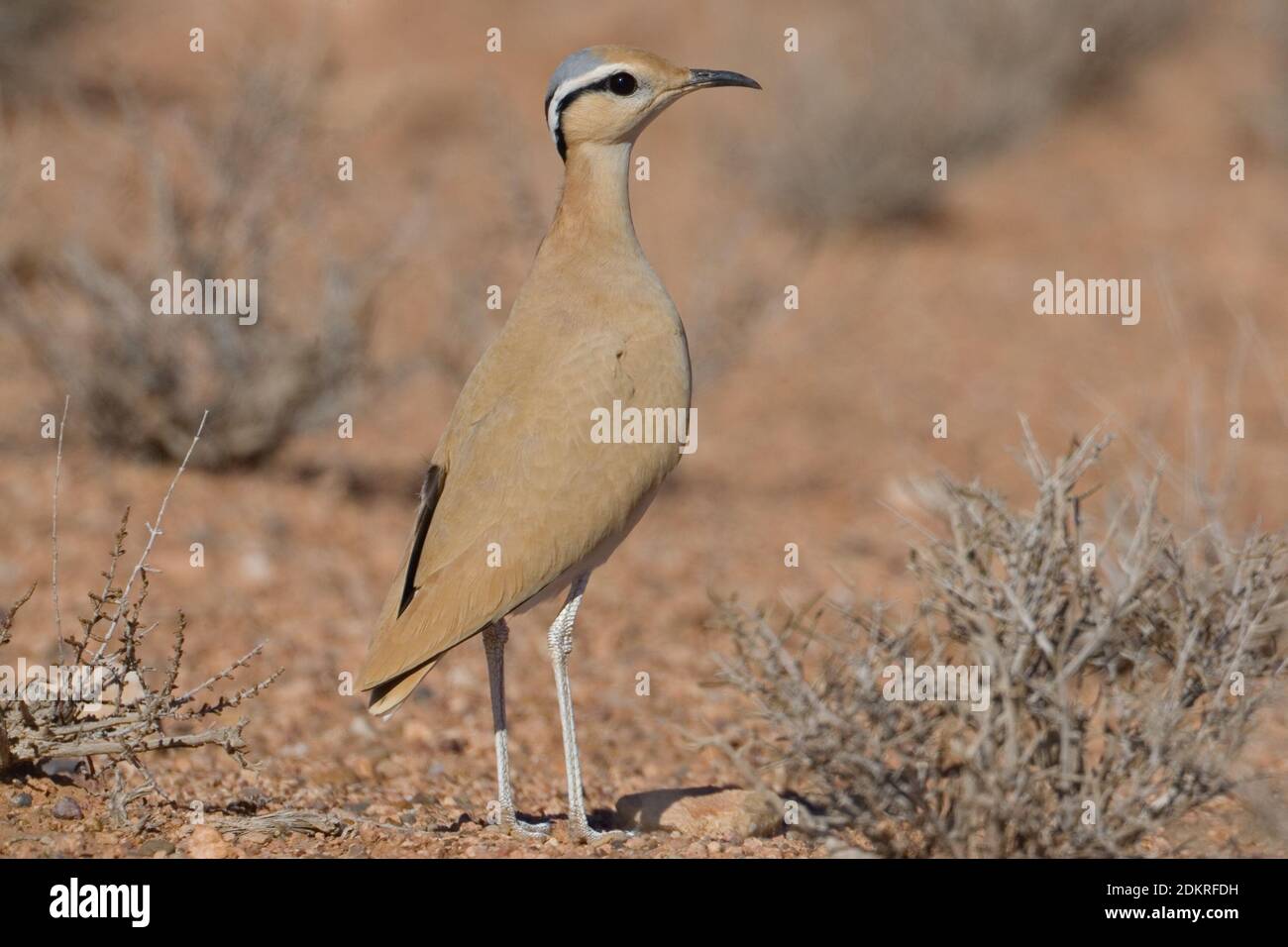 Renvogel in halfwoestijn; Cream-colored Coursor in semi-desert Stock Photo