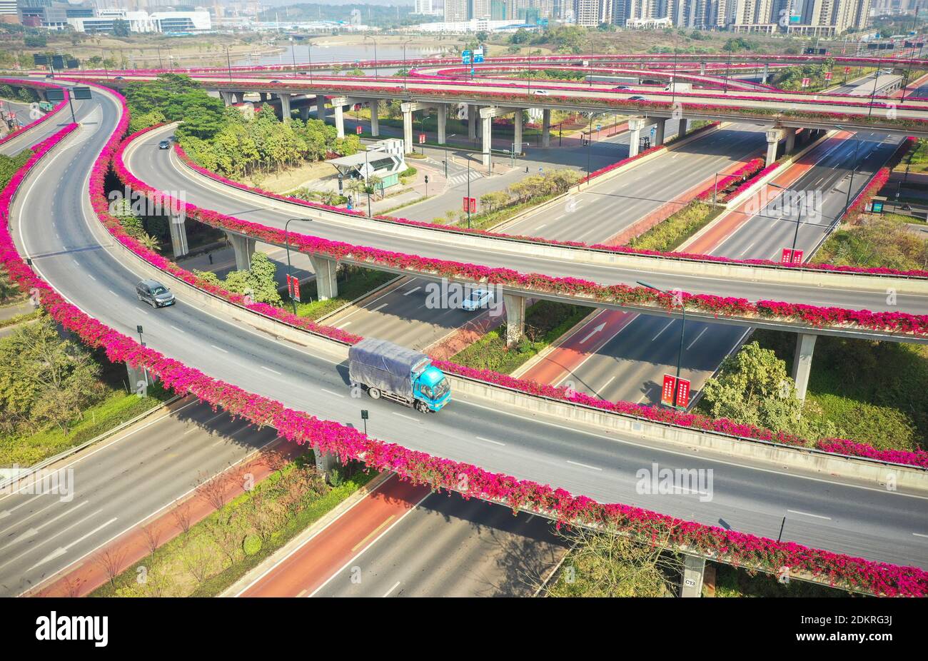 Aerial view of the bloming Bougainvillea planted on both sides of the Pingle Yudong Overpass in the warm winter sunshine in Nanning city, south China' Stock Photo