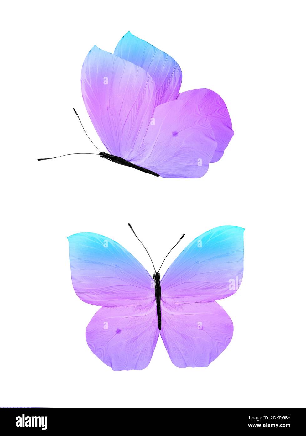 butterfly isolated on white background. two angles Stock Photo - Alamy