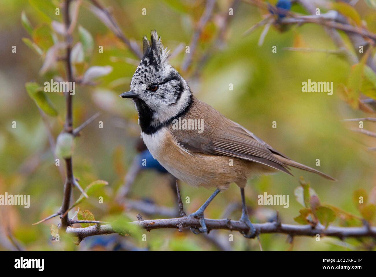 Kuifmees zittend op takje; European Crested Tit perched in a branch Stock Photo