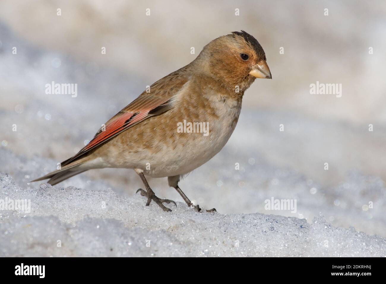 Mannetje Rode Bergvink zittend in de sneeuw, Male Asian Crimson-winged Finch perched in the snow Stock Photo