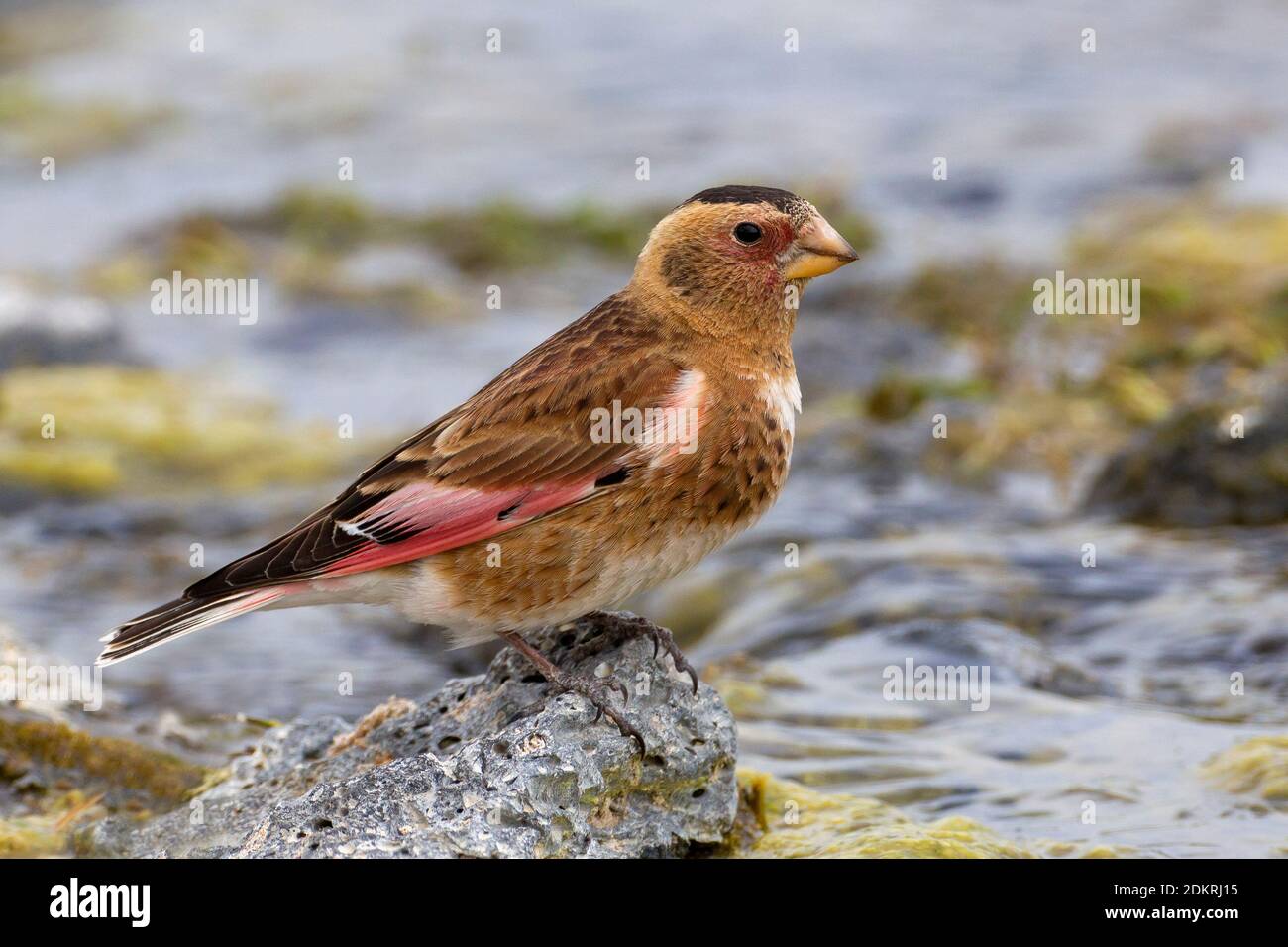 Mannetje Rode Bergvink in berg beekje, Male Asian Crimson-winged Finch in small stream Stock Photo