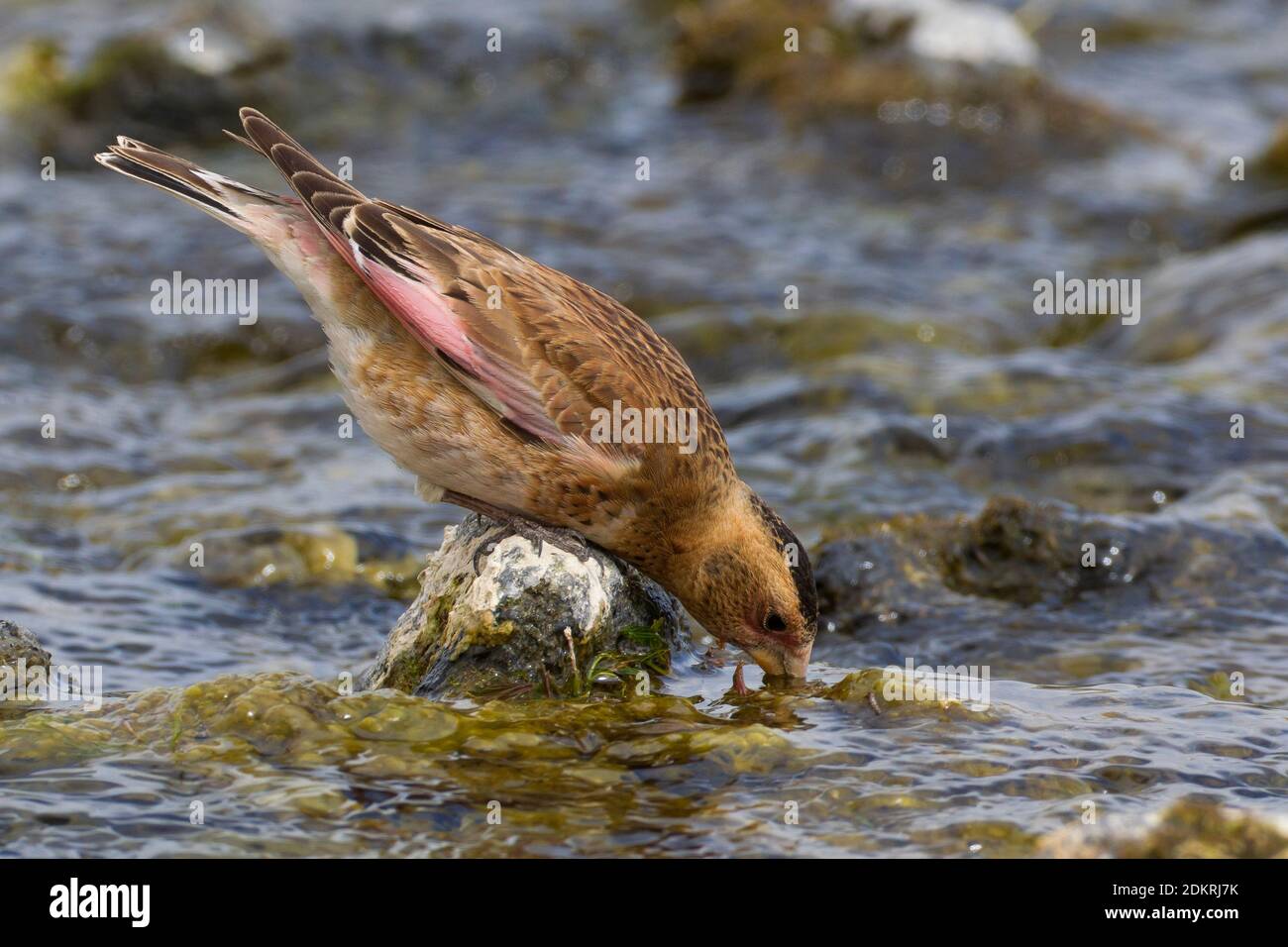 Drinkend mannetje Rode Bergvink in berg beekje, Drinking male Asian Crimson-winged Finch in small stream Stock Photo