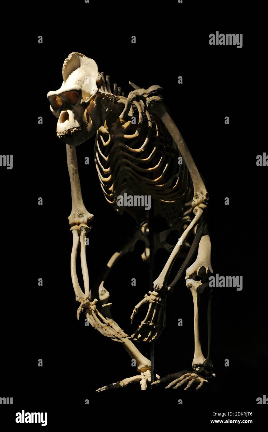 Skeleton of a gorilla. Natural History Museum, Berlin, Germany. Stock Photo