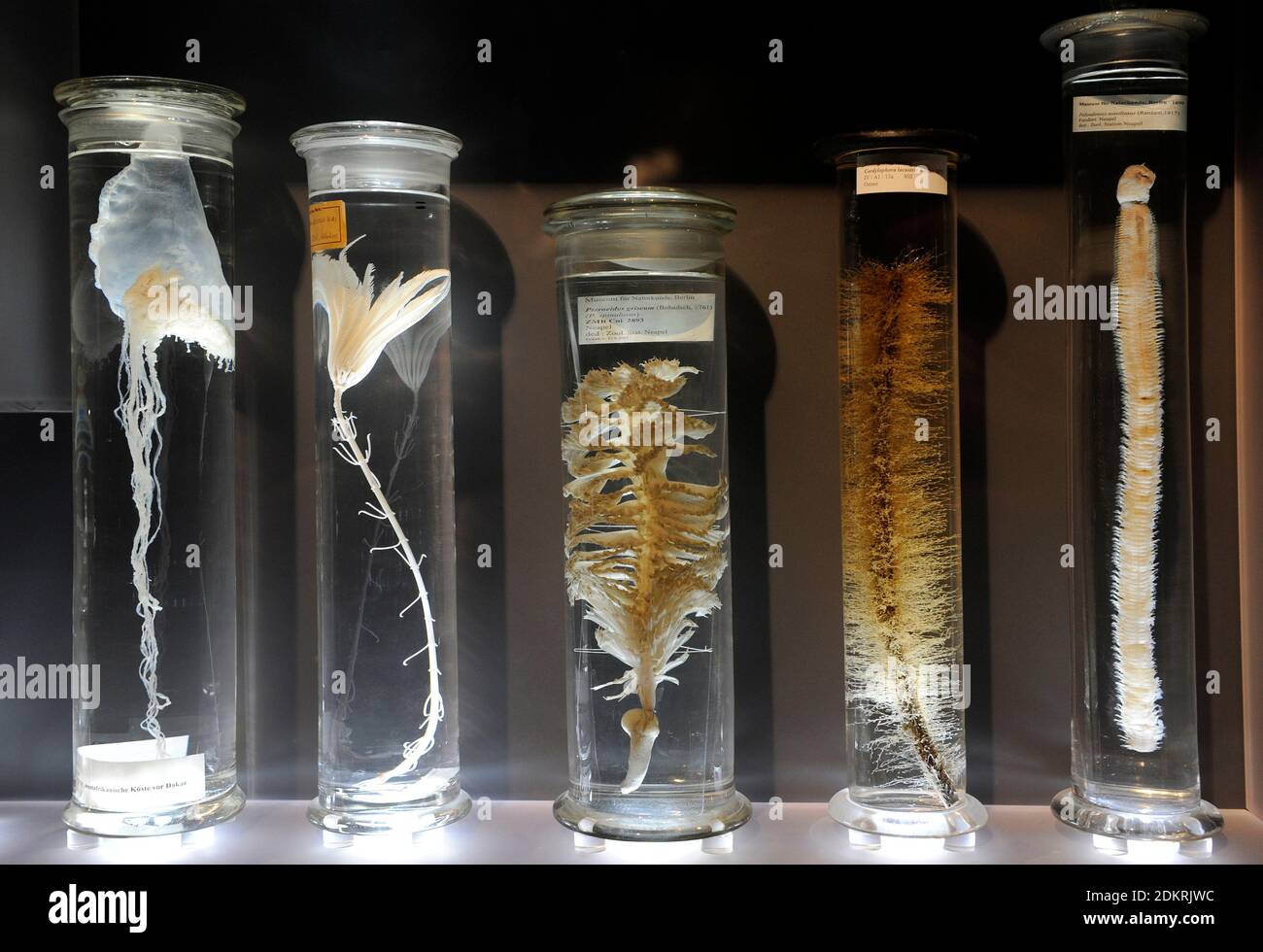 Glass jars with alcohol-preserved animal specimens. exhibit in the Wet Collections. Natural History Museum, Berlin, Germany. Stock Photo