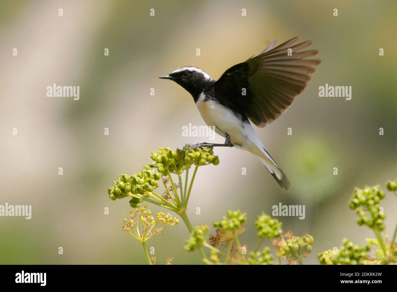 Mannetje Cyprustapuit; male Cyprus Wheatear Stock Photo