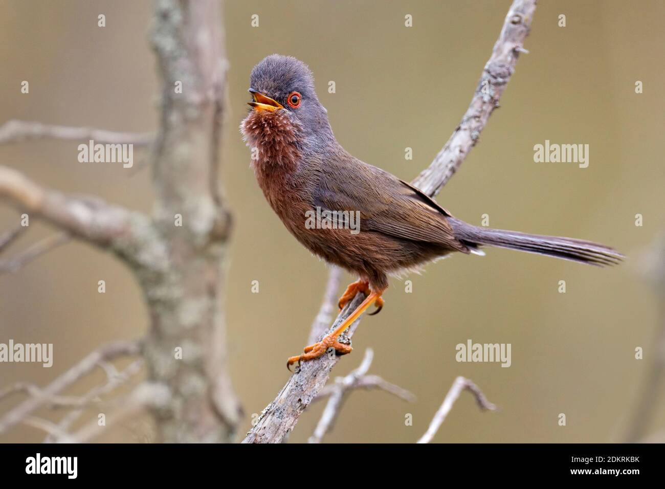 Zingend mannetje Provencaalse Grasmus; Singing male Dartford Warbler Stock Photo