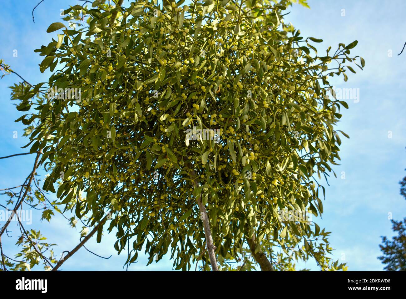 Mistletoe on a tree Stock Photo