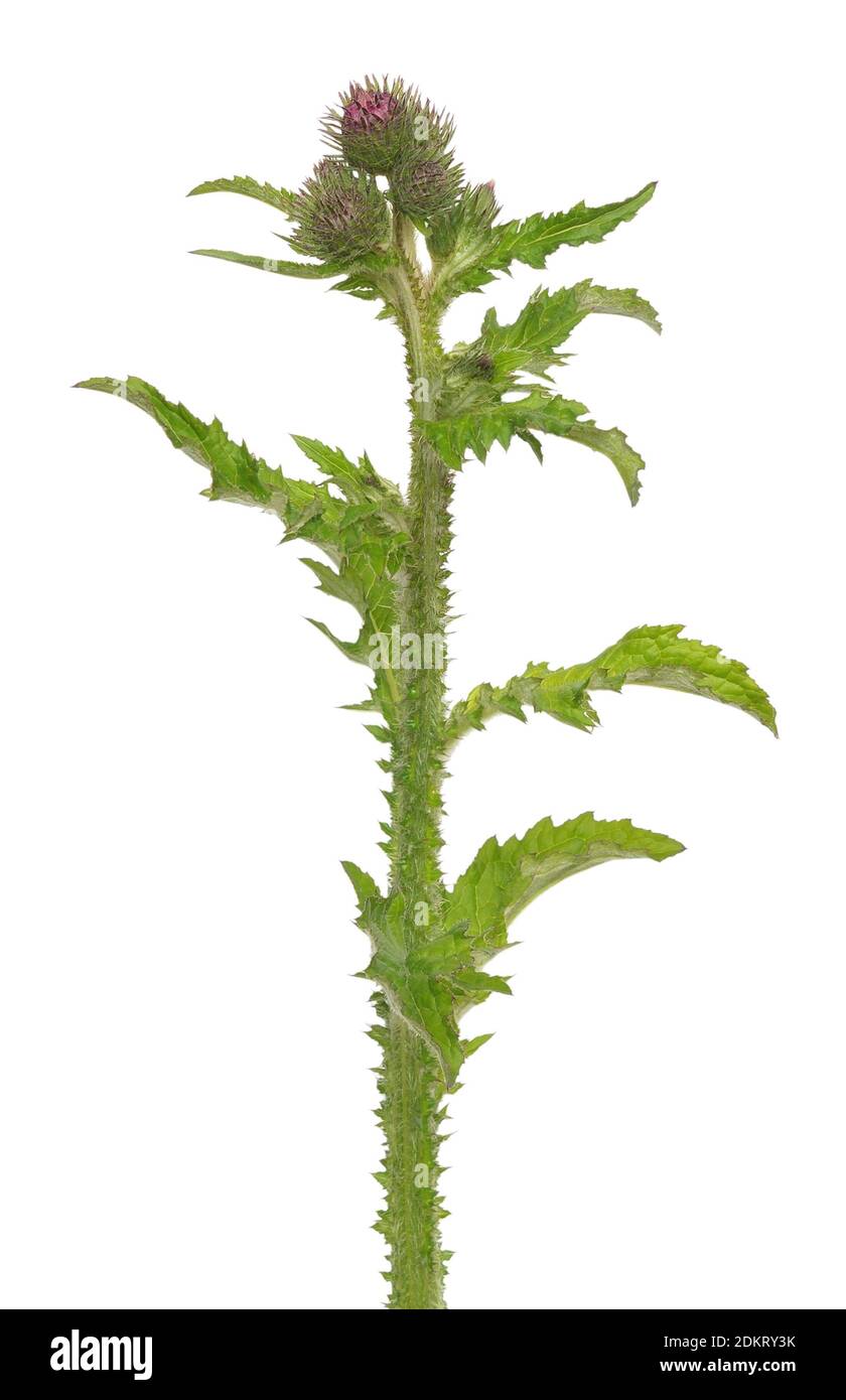 Carduus crispus flower isolated on white background Stock Photo