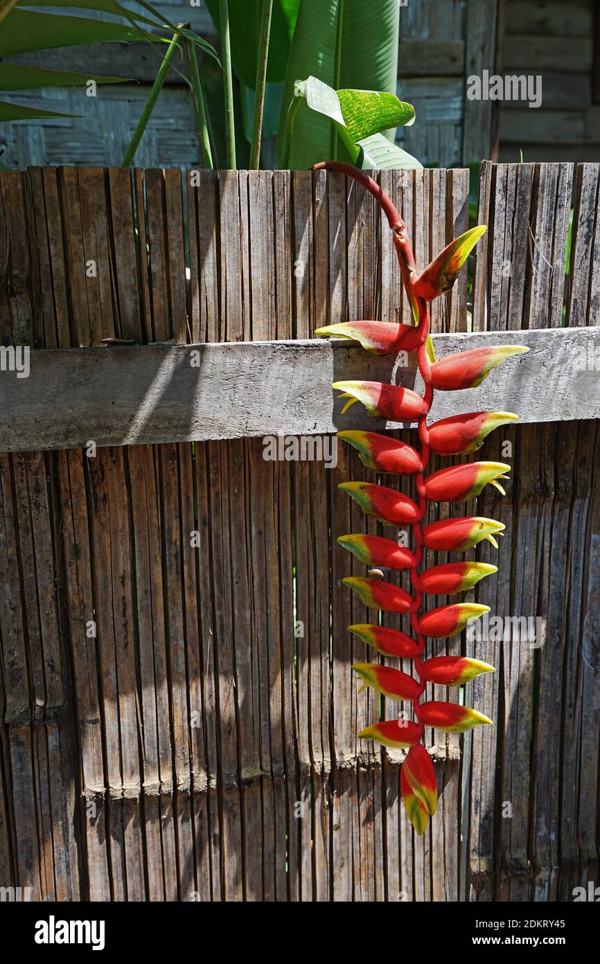Hanging Lobster Claw plant (Heliconia rostrata) by the wooden hedge fence Stock Photo Alamy