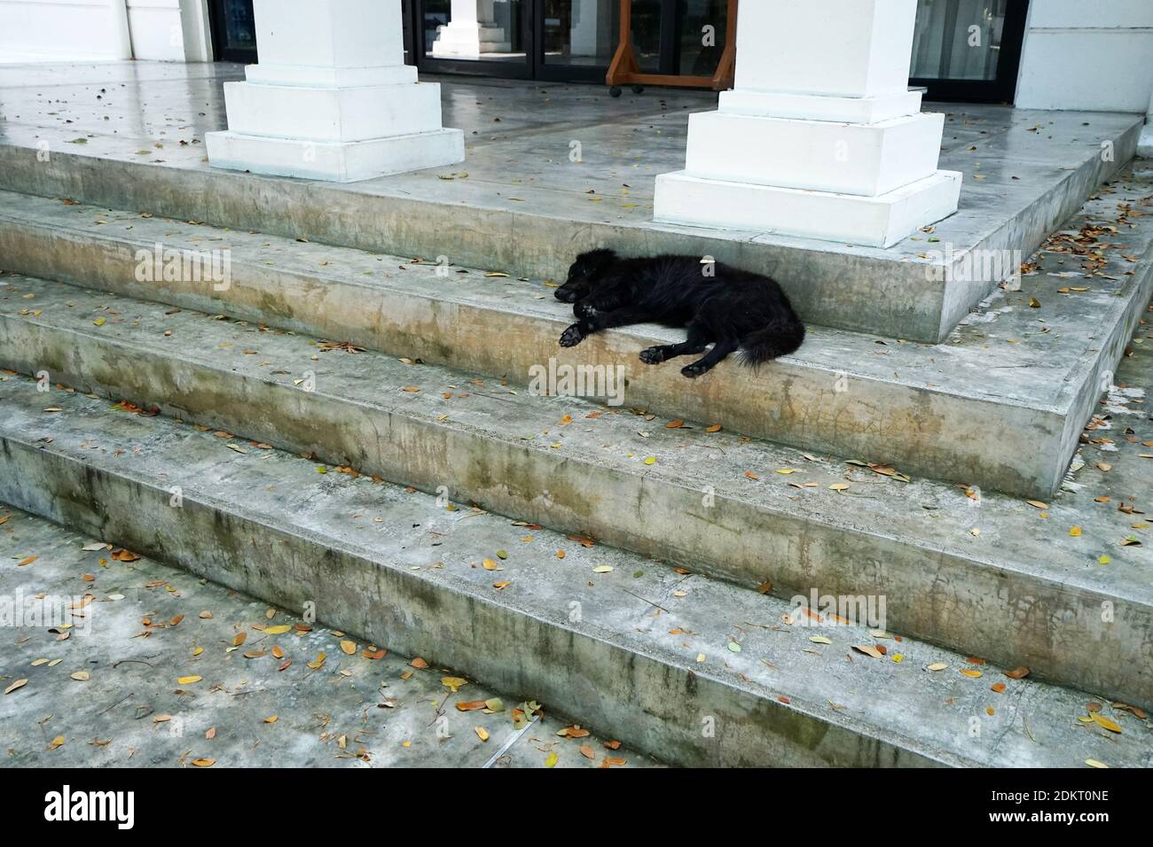 Black dog sleeping between concrete cement steps Stock Photo