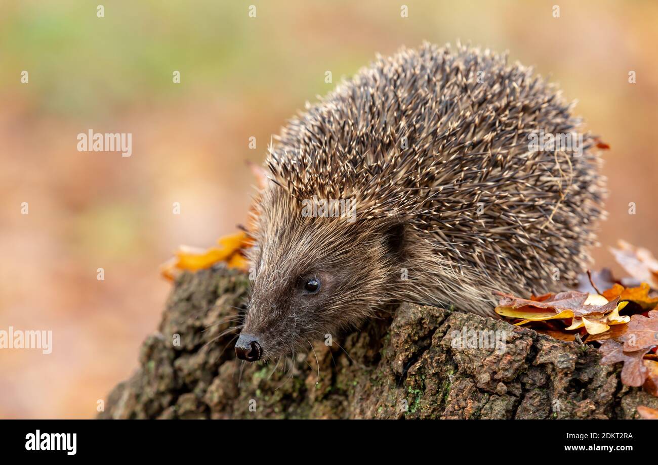 Hedgehog (Scientific name: Erinaceus Europaeus) Wild, native, European hedgehog in natural woodland habitat, facing left on a tree stump in Autumn. Stock Photo