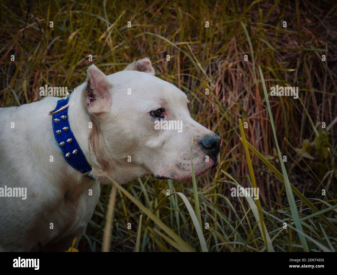Dog is training in the field. Argentinian dogo. Stock Photo