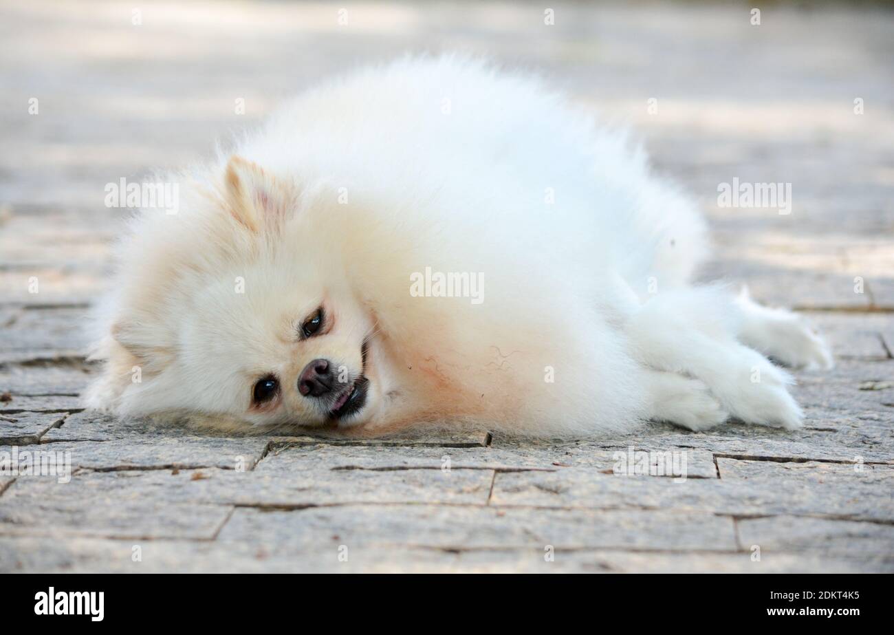 Lulu The Pomeranian High Resolution Stock Photography And Images Alamy
