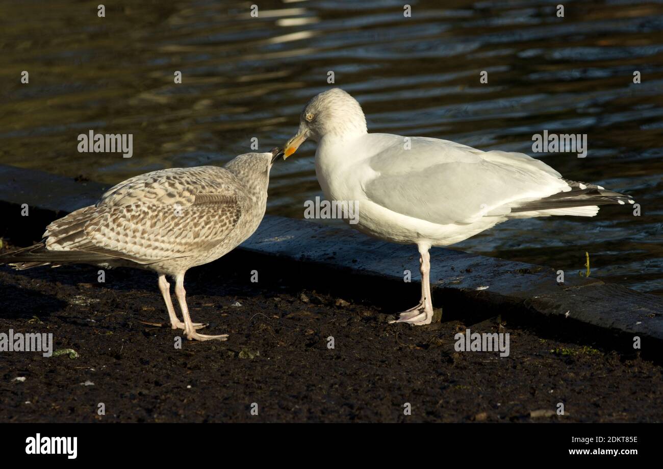 A juvenile Herring Gull makes soliciting noises and bill pecking