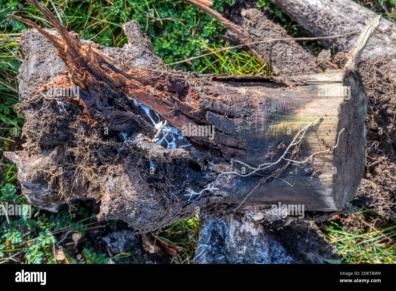 White threads of fungi mycelium on dug out old rotten tree stump. Stock Photo