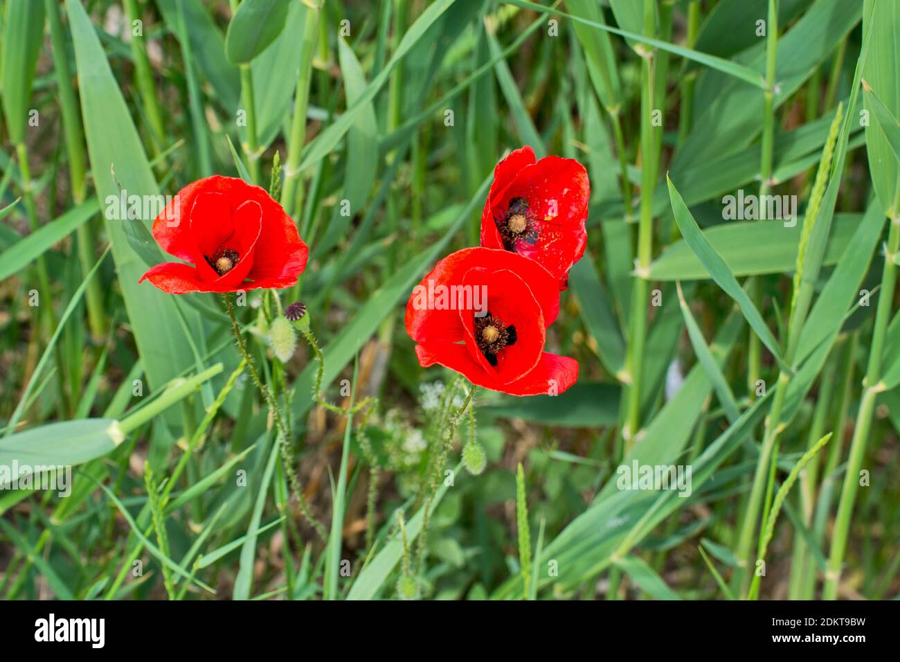 A beautiful red flower of a wild poppy that grows in a bar cane. Stock Photo