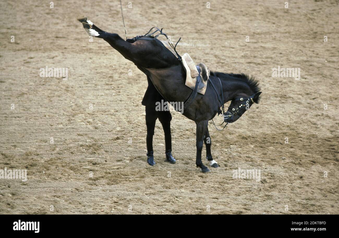 The Cadre Noir, an Equestrian Display Team based in the city of Saumur in  western France Stock Photo - Alamy