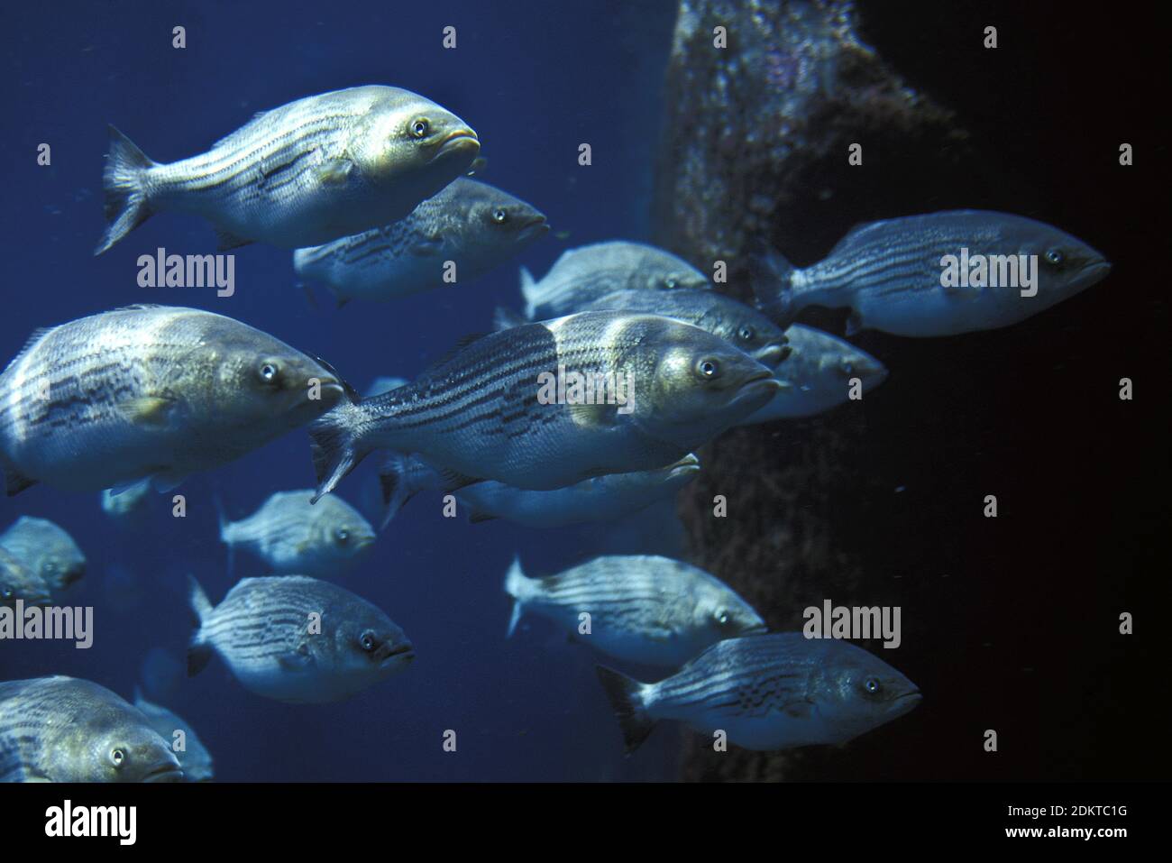 Striped Bass, morone saxatilis Stock Photo Alamy