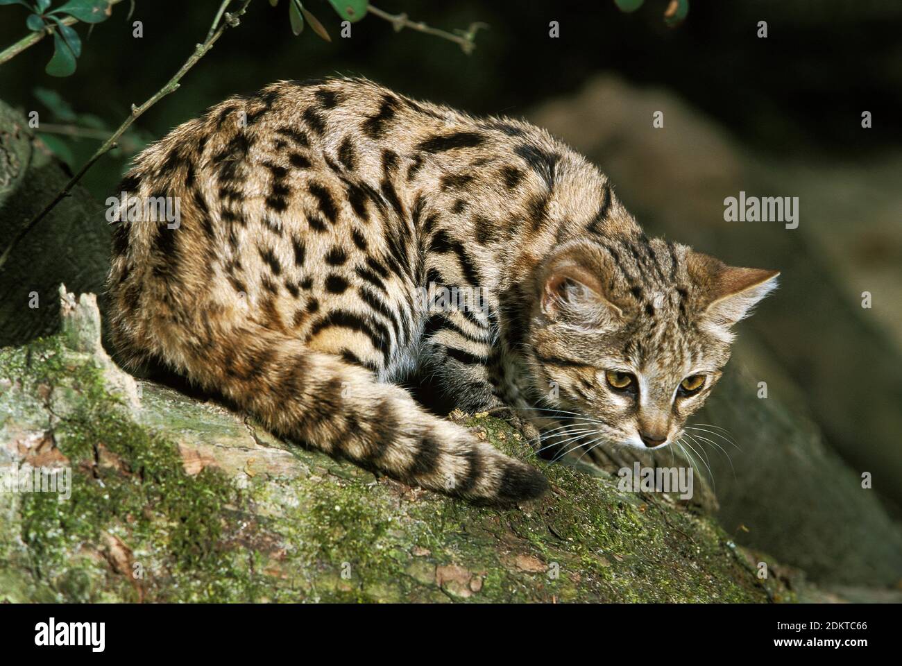 Black-Footed Cat, felis nigripes, Adult Stock Photo