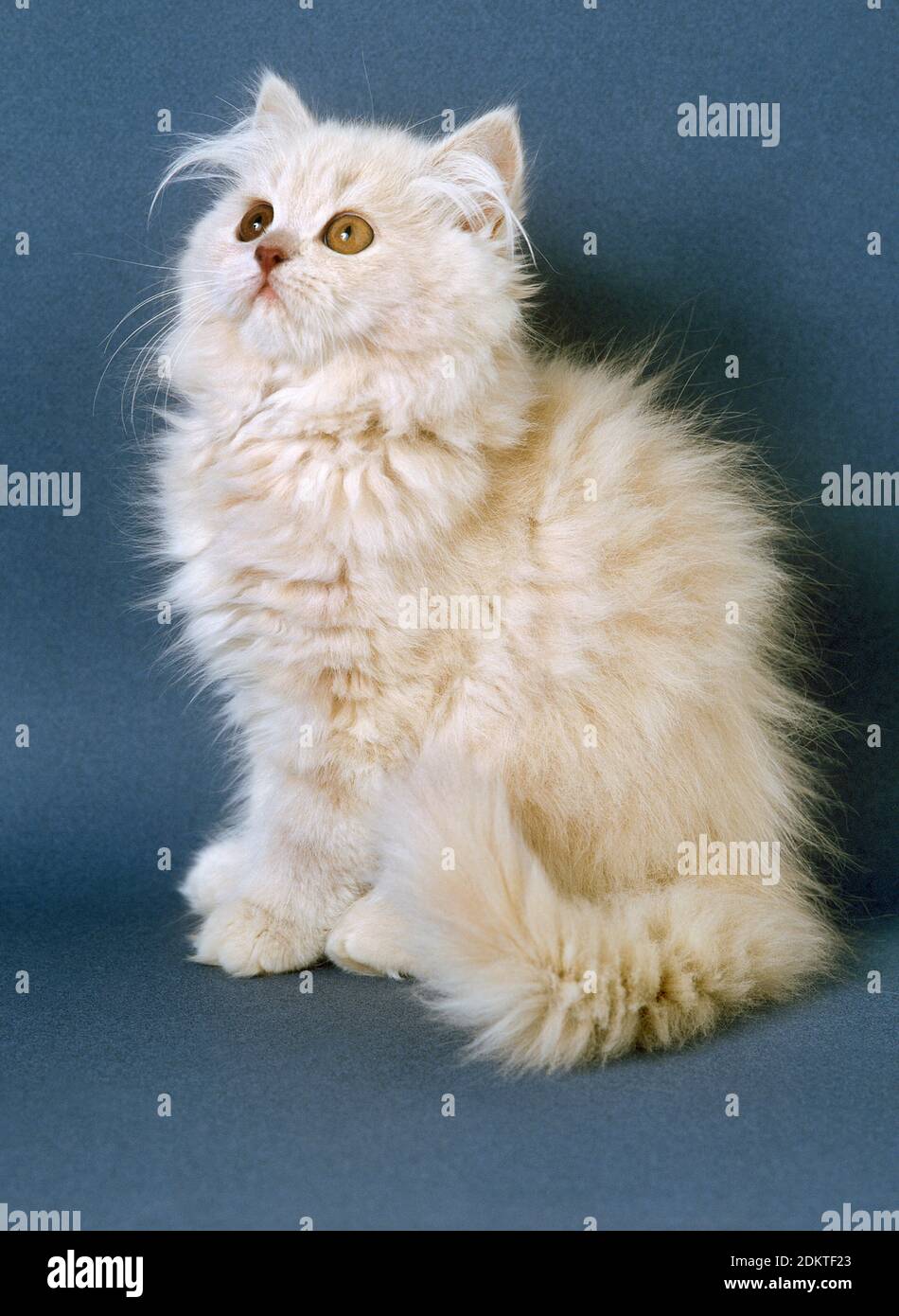 Cream persian domestic cat hi res stock photography and images Alamy
