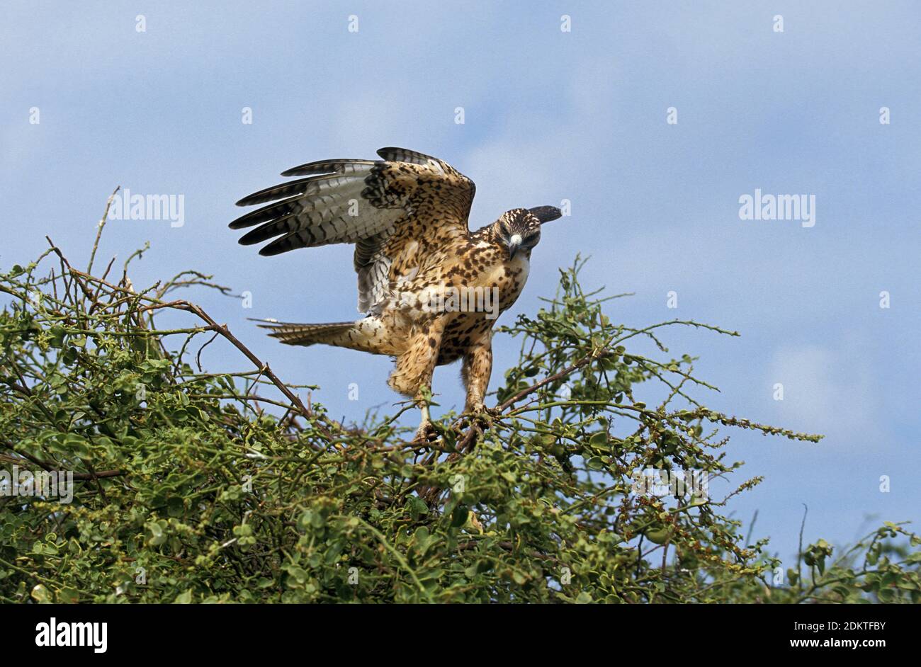 Galapagos hawk flying hi-res stock photography and images - Alamy