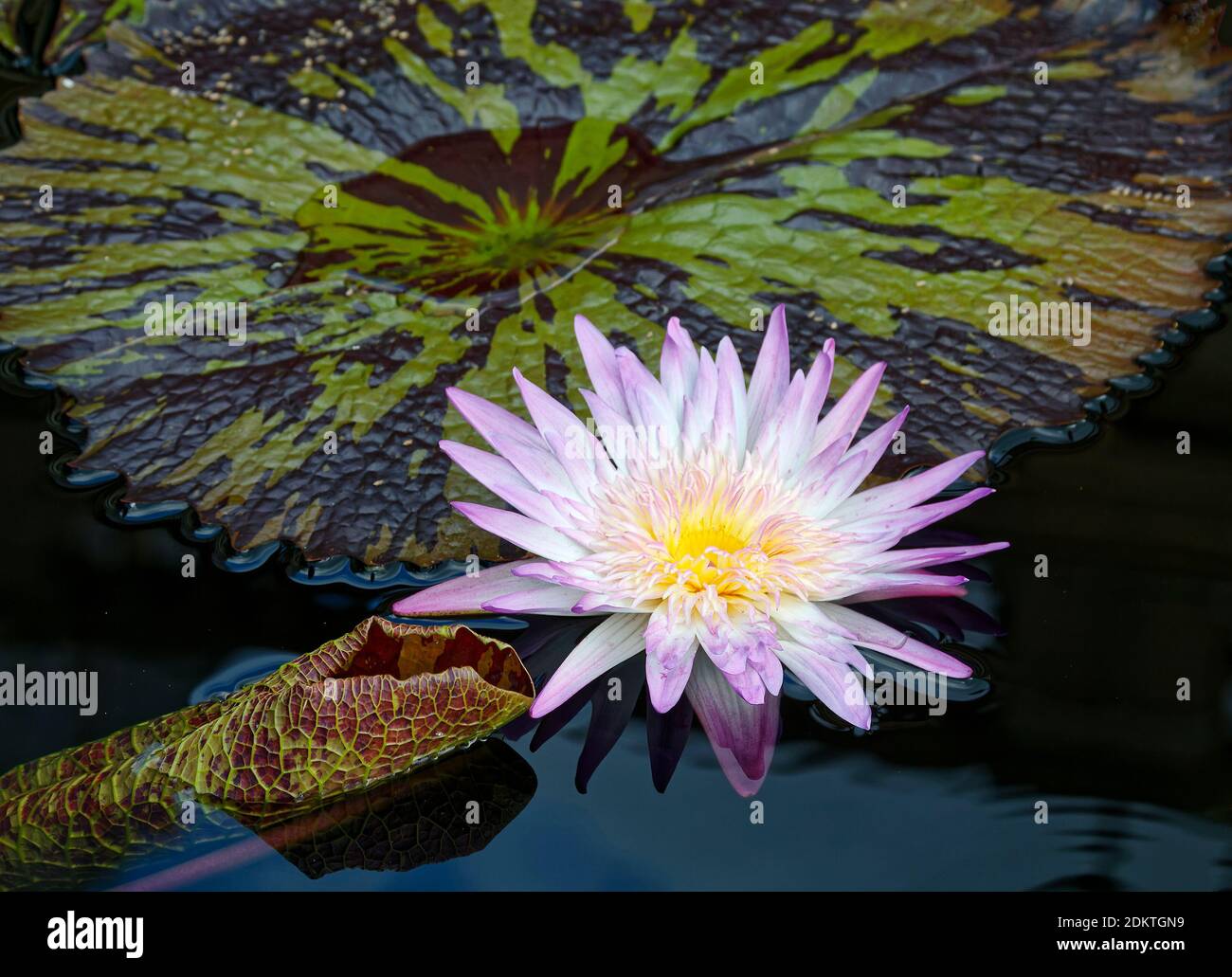Waterlily, Nymphaea, herbaceous, tropical, day-flowering, white, lavender tips, yellow center, large bi-color leaves, Pennsylvania; Stock Photo